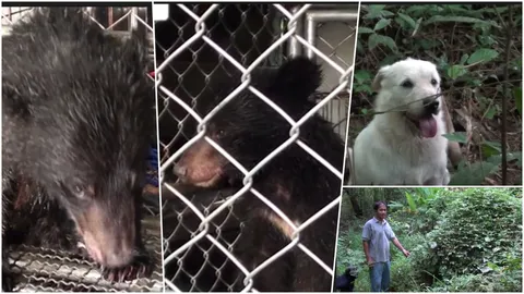 หมายกแก๊ง ไล่ต้อนลูกหมีควาย โผล่ป่านครนายก หวุดหวิดถูกกัดตาย