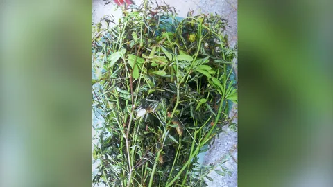 “ผักกระฉูด” ไม่มีสรรพคุณ ยอดเหนียว