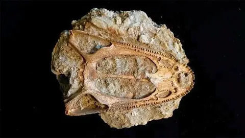 ค้นพบกะโหลกที่สมบูรณ์ของกิ้งก่าโบราณ