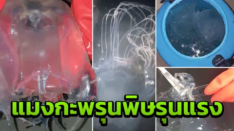 เตือนระวัง! พบแมงกะพรุนกล่องพิษรุนแรง พื้นที่อ่าวโฉลกหลำ เกาะพะงัน