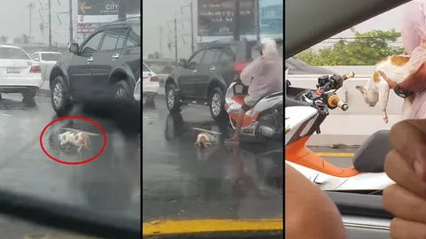 ชื่นชมหนุ่มพลเมืองดี...จอดรถช่วยแมวกลางสะพานท่ามกลางสายฝน (คลิป)