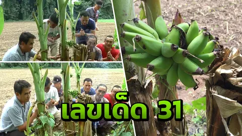 ชาวพะเยาแห่ตีเลขกล้วยประหลาด ออกลูกกลางลำต้น 3 หวี มี 31ลูก