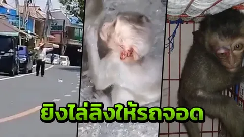 น่าสงสาร...ลิงเขาสามมุข ถูกคนใช้หนังสติ๊กยิงหินไล่ บาดเจ็บหลายตัว (คลิป)