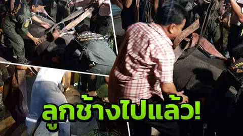 สุดยื้อ! 'ลูกช้าง'ตกท่อทนเจ็บไม่ไหว สิ้นใจแล้ว ตร.เตรียมสอบควาญ