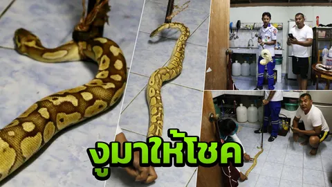 งูเหลือมสีทองบุกเข้าบ้านพ.ต.ท. เจ้าตัวสะดุ้งโหยง คิดว่ามาให้โชค