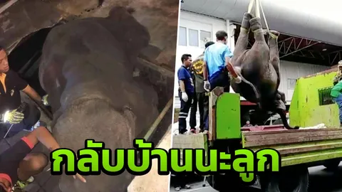 ย้าย 'ลูกช้างตกท่อ' กลับสุรินทร์ เผยถูกเช่ามาเดินเร่ ทำเงินหลักพันต่อวัน (คลิป)
