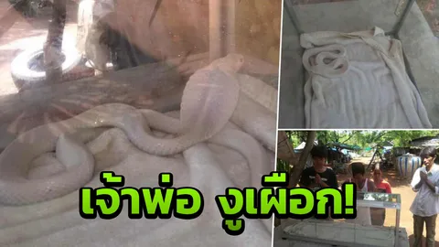 งูเห่าเผือก โผล่! นอนรอขอเข้าบ้าน ไม่ยอมไปไหน เชื่อมาให้โชค  