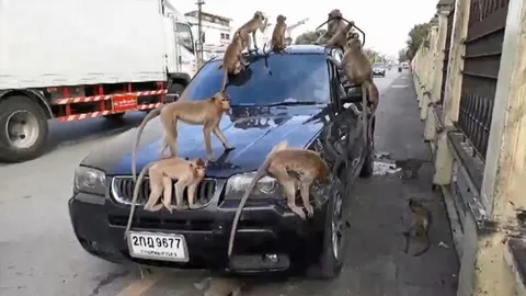 “ลิงป่า” ลพบุรีปัญหาใหม่คนชัยบาดาล