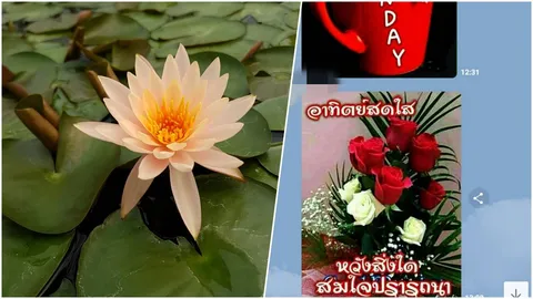พฤติกรรมใช้ไลน์คนรุ่นเก๋า ตื่นเช้าตรู่ ฮิตส่งคำทักทายรูปดอกไม้