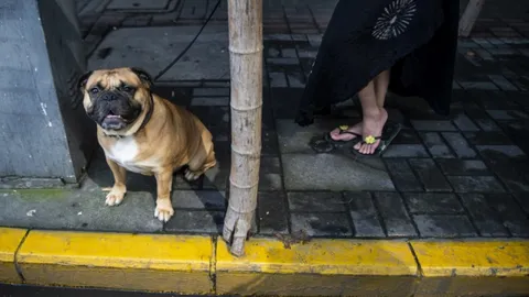 คุก 3 ปี ชายจีนวางตับไก่อาบยาพิษล่อหมาจรจัด ทำหมาอื่นตายแทน 6 ตัว