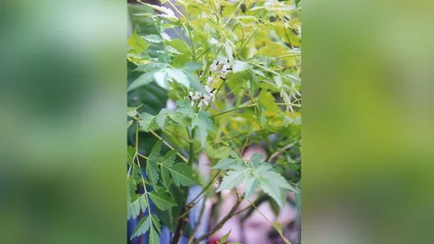 “เลี่ยน” ยอดอร่อยมีสรรพคุณ