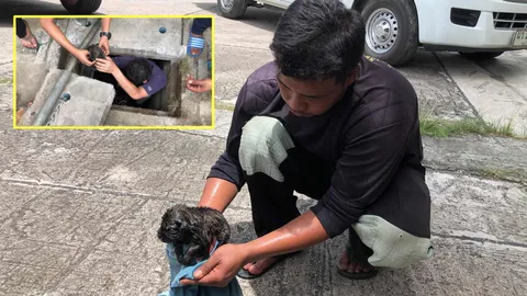 โชคดีของหมาน้อย เล่นซนจนตกท่อ สาวใจงามแจ้งกู้ภัยช่วยชีวิต 