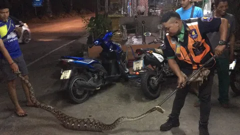 กู้ภัยจับงูเหลือมยักษ์ 5 ม. ตะกละกินแมว 3 ตัวจนพุงป่องขยับไม่ได้