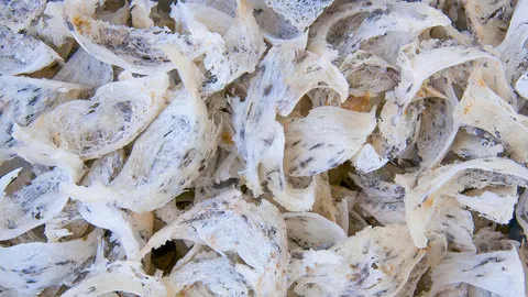 "ทีมอลล์" ช่วยหนุนรังนกไทย