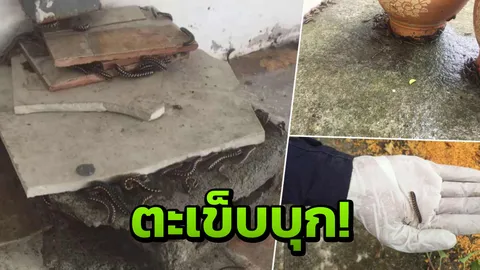 ขนลุก! กองทัพตะเข็บนับหมื่นบุกบ้าน ผวากลัวเข้าหูเด็ก 