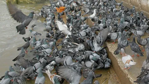 พิราบเกลื่อนเมืองเพราะคนคิดทำบุญ