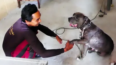 พิตบูลหลุดเพ่นพ่าน เทศบาลจับไว้เร่งหาเจ้าของ หลังทำชาวบ้านชุมพรผวา!