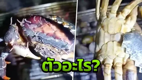 อ.เจษฎา ไขข้อสงสัย คลิปตัวประหลาดไต่ยั้วเยี้ยจาก 'ปูนา' หลังถูกย่าง