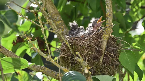 บาปของพระฤาษี