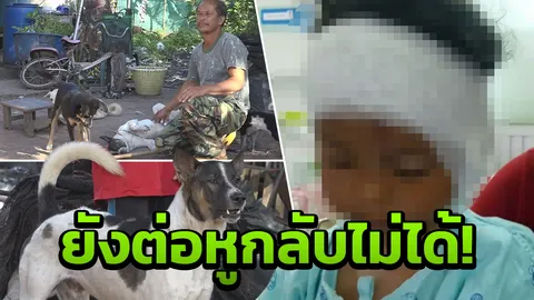 เจ้าของสุนัข กัดเด็กหูขาด วอนอย่าเรียกค่าเสียหายหนัก ขอติดคุกแทน
