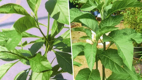 ภญ.เตือนภัย หนานเฉาเหว่ย พบน้ำตาลต่ำ ช็อกอันตรายถึงตายได้