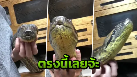ตรงนั้นแหละมนุษย์! แห่ดู งูอนาคอนดา สุดเชื่องมุ้งมิ้งน่าทะนุถนอม (คลิป)