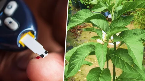 กินยังไงไม่อันตราย! 'ป่าช้าเหงา' สมุนไพรช่วยคุมน้ำตาลในเลือด