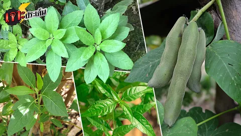 สมุนไพรยอดฮิต สู่หนานเฉาเหว่ย ไม่อันตราย หากกินให้เป็น!!