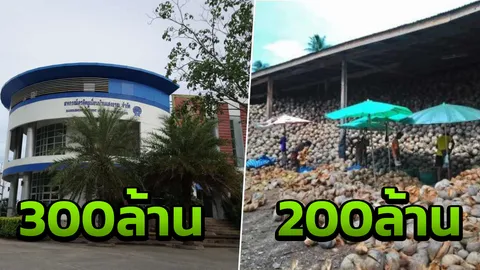 มะพร้าวถูก ทำชาวสวนจนสุด กู้แล้วไม่มีจ่าย หนี้บาน 300 ล้าน! 