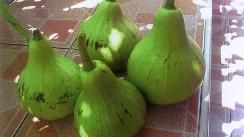 “ใบน้ำเต้ากับขี้วัวแห้ง” แก้พุพองเริมงูสวัด