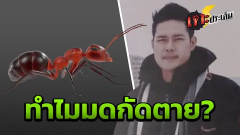 อย่าชะล่าใจ! รู้จัก 'มดตะนอย' คลื่นไส้ หายใจไม่ออก ทำไมฤทธิ์ร้ายกัดคนตาย?