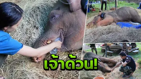 เร่งทำกายภาพช่วย เจ้าด้วน ช้างงวงสั้น กลิ้งตกเขาเจ็บหนัก 