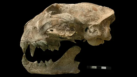 ศึกษาการล่าสัตว์ป่า ในเมโสอเมริกาโบราณ