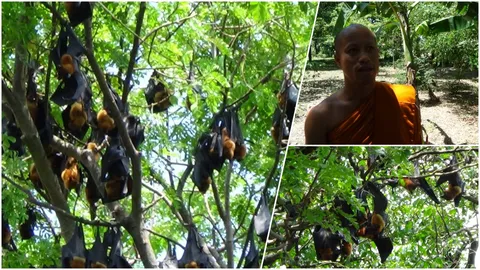ค้างคาวแม่ไก่ กว่าหมื่นตัว อยู่มานานกว่า 100 ปี ในวัดจันทราราม