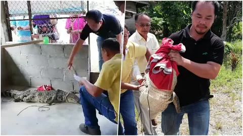 ชาวคลองท่อม ผวา!! ไอ้เข้ โผล่ป่าชายเลน จับได้ 1 อีกตัวกำลังไล่ล่า