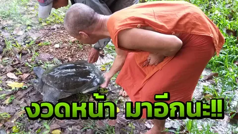 ถูก 99 ยกหมู่บ้าน!! เลขเด็ดติดหางตะพาบน้ำวัดดังพะเยา จับตางวดหน้า