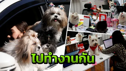 เครียด เหนื่อย! เลี้ยงน้องหมาในออฟฟิศช่วยได้