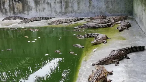 ไร้วี่แววจระเข้พเนจรคลองท่อม ประมงชี้ คนกลัวผิดกฎหมาย แอบเอามาปล่อย