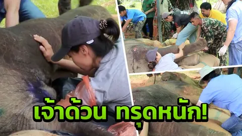 ‘เจ้าด้วน’ ช้างน้อยกลิ้งตกเขาอาการทรุดหนัก โอกาสรอดเป็นศูนย์