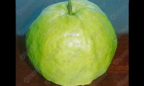 นักโภชนาการแนะนำสำหรับบรรดาบุรุษ กินผลฝรั่งจะรูปหล่อ