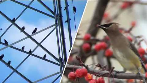 นกวัยละอ่อนเมาง่าย