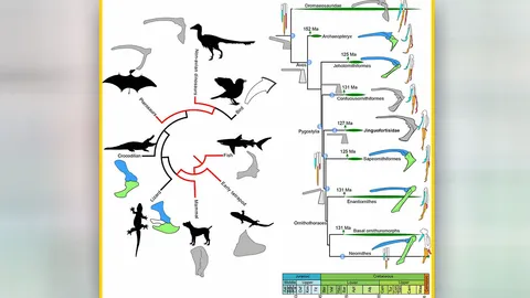 ศึกษาวิวัฒนาการของนกในจีน ยุคครีเตเชียส