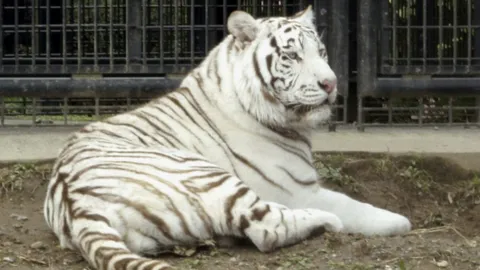 สุดช็อก เสือโคร่งขาวในสวนสัตว์ ตะปบ จนท.ดูแลสัตว์ เลือดอาบ ดับสลด