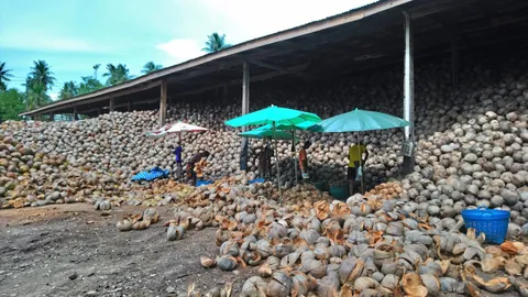 ลุยตรวจสอบโรงงานนำเข้ามะพร้าว 10 ราย ไม่ส่งข้อมูลการใช้ อาจเอามาขายต่อ