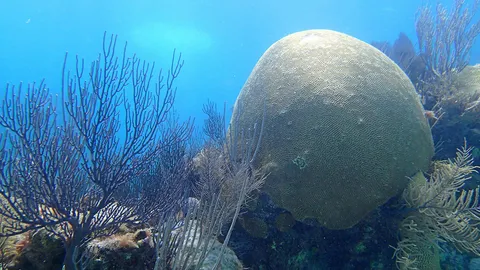 ชี้วัดมลพิษไนโตรเจนในทะเลเปิดจากปะการังสมอง