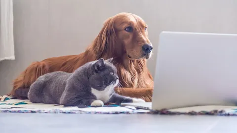 กลับลำลดค่าธรรมเนียม จ่อทำประชาพิจารณ์ตีทะเบียนหมาแมว