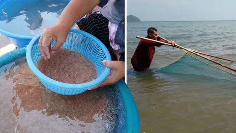 แห่จับเคยหน้าอ่าวประจวบฯ รอบปีทำได้เฉพาะช่วงลมว่าว ไว้ทำกะปิสูตรโบราณ