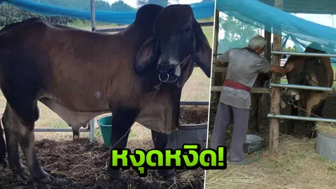 หงุดหงิด ไม่ได้ผสมพันธุ์ พ่อวัวบราห์มัน ขวิดเจ้าของดับคาคอก 