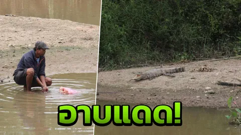 ยังจับไม่ได้ เอาไก่ล่อ ‘จระเข้’ นอนอาบแดดคลองหวะ กลางหาดใหญ่ 