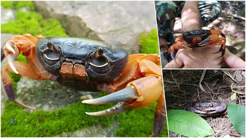 ปลายฝนต้นหนาว ปูสองแคว โผล่จากรูให้ยลโฉม ที่เดียวในพิษณุโลก